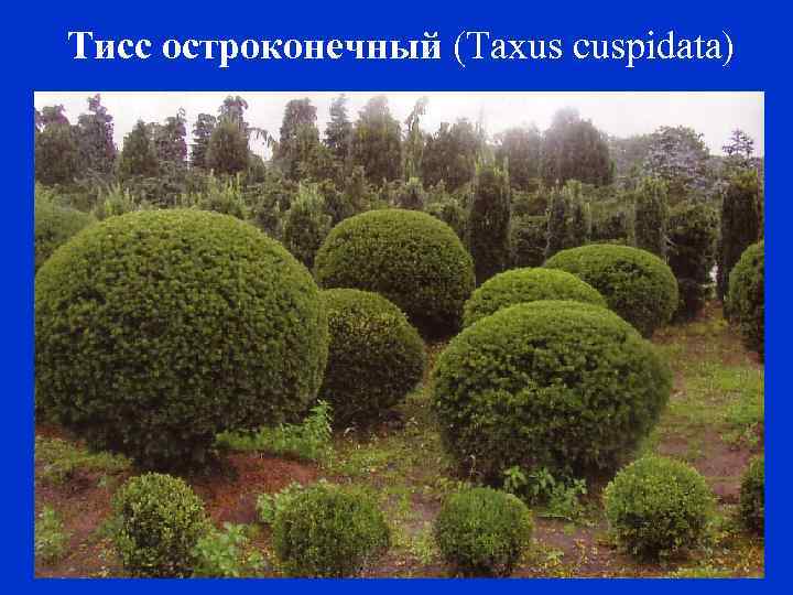 Тисс остроконечный (Taxus cuspidata) 