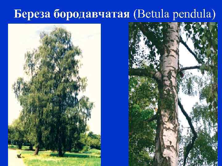 Береза бородавчатая (Betula pendula) 