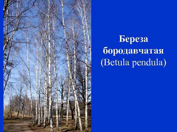 Береза бородавчатая (Betula pendula) 