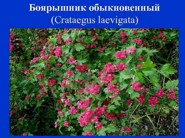 Боярышник обыкновенный (Crataegus laevigata) 