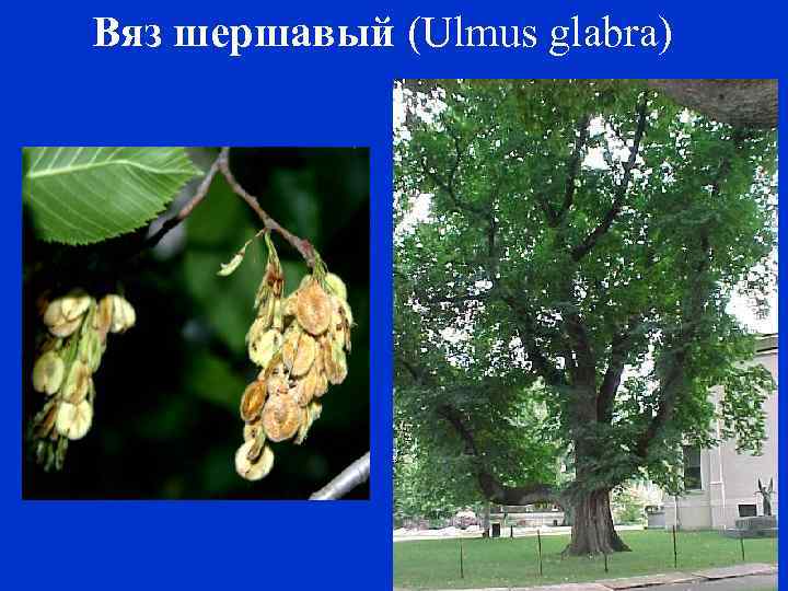 Вяз шершавый (Ulmus glabra) 