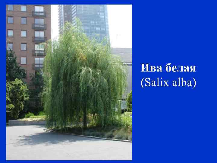 Ива белая (Salix alba) 