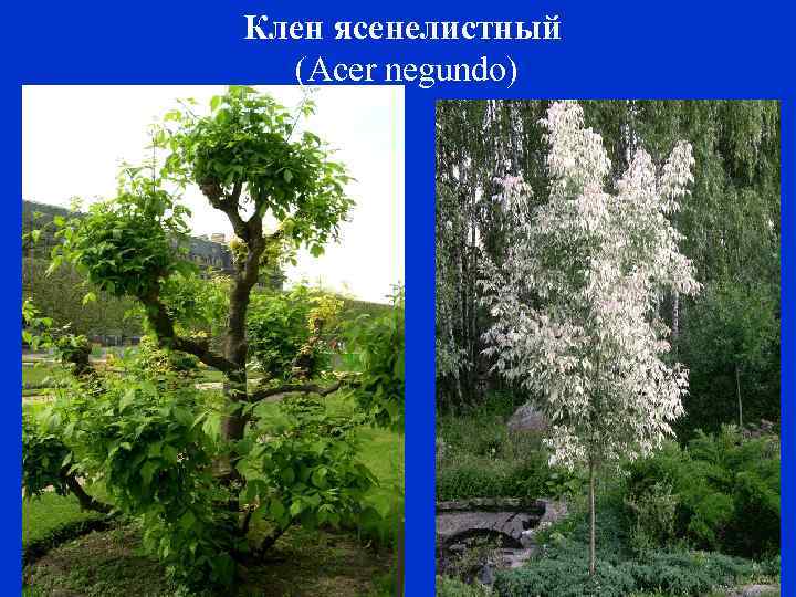 Клен ясенелистный (Acer negundo) 