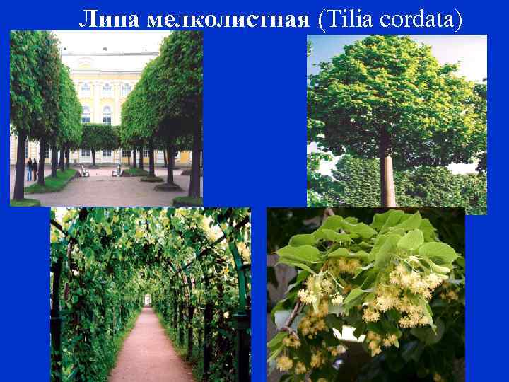 Липа мелколистная (Tilia cordata) 