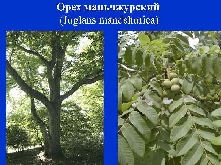 Орех маньчжурский (Juglans mandshurica) 