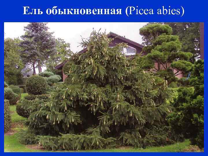 Ель обыкновенная (Picea abies) 
