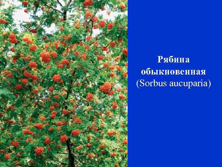 Рябина обыкновенная (Sorbus aucuparia) 