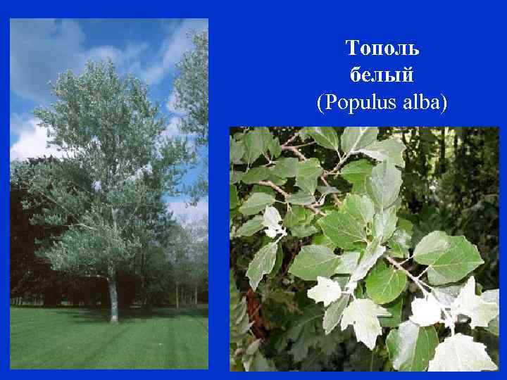 Тополь белый (Populus alba) 