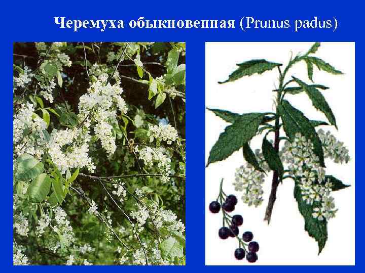 Черемуха обыкновенная (Prunus padus) 