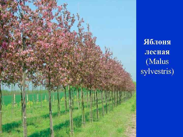 Яблоня лесная (Malus sylvestris) 