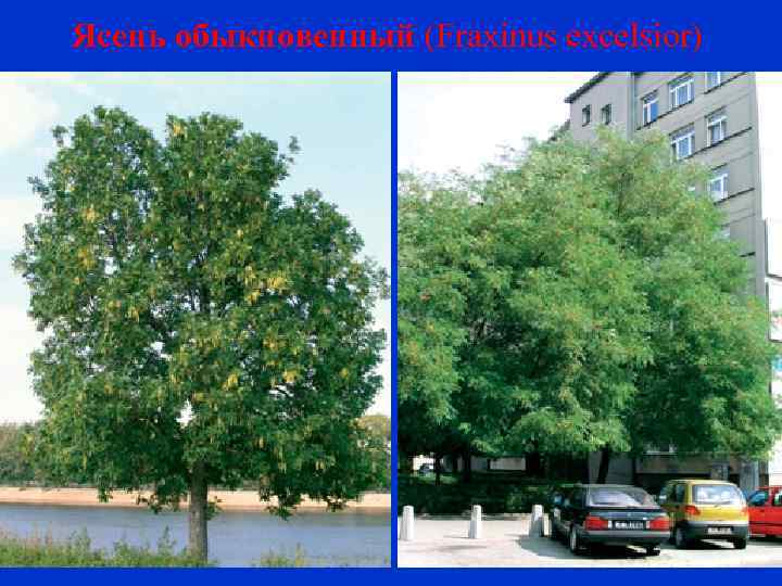 Ясень обыкновенный (Fraxinus excelsior) 