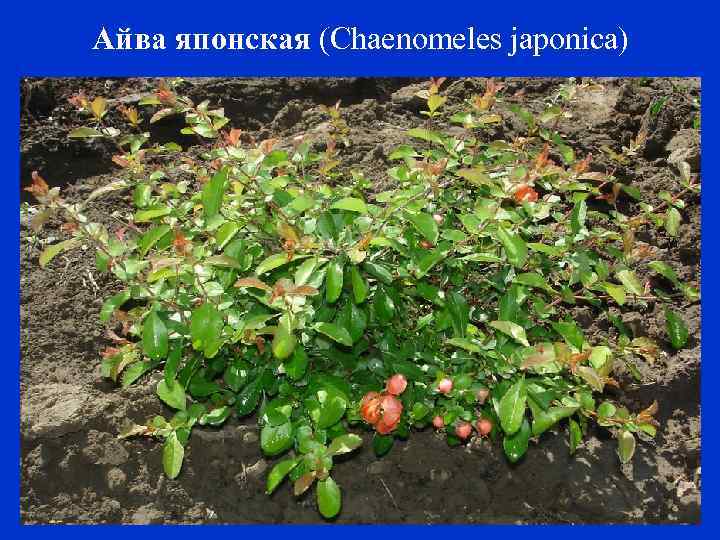 Айва японская (Chaenomeles japonica) 