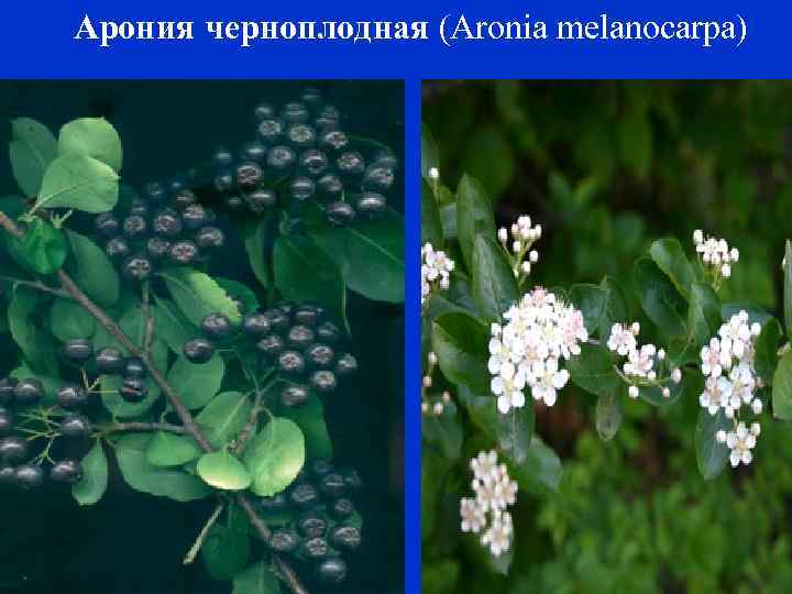 Арония черноплодная (Aronia melanocarpa) 