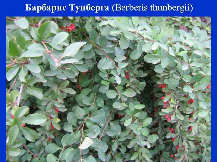 Барбарис Тунберга (Berberis thunbergii) 