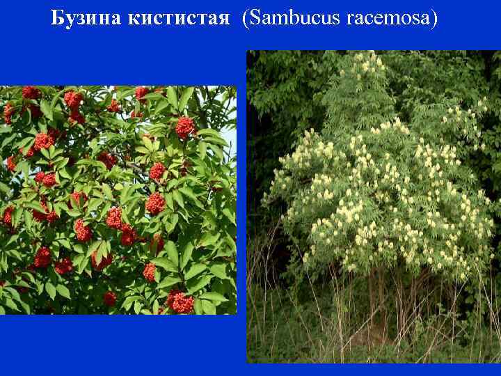 Бузина кистистая (Sambucus racemosa) 
