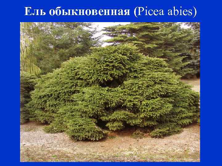 Ель обыкновенная (Picea abies) 