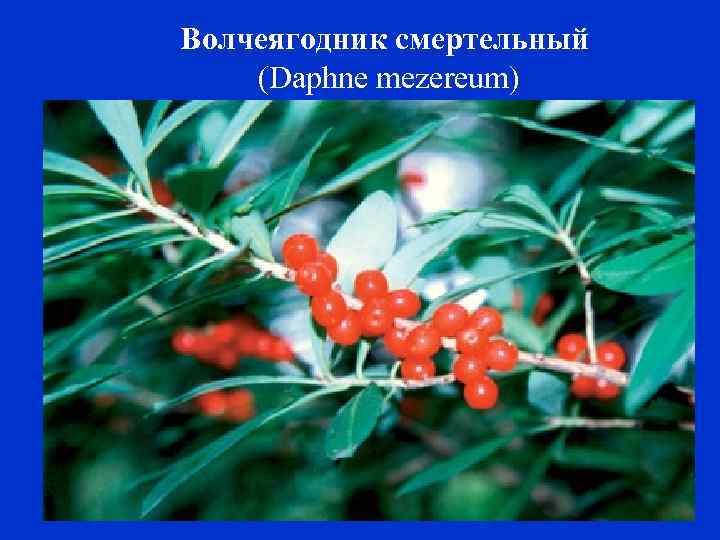 Волчеягодник смертельный (Daphne mezereum) 