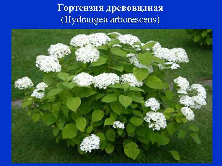 Гортензия древовидная (Hydrangea arborescens) 