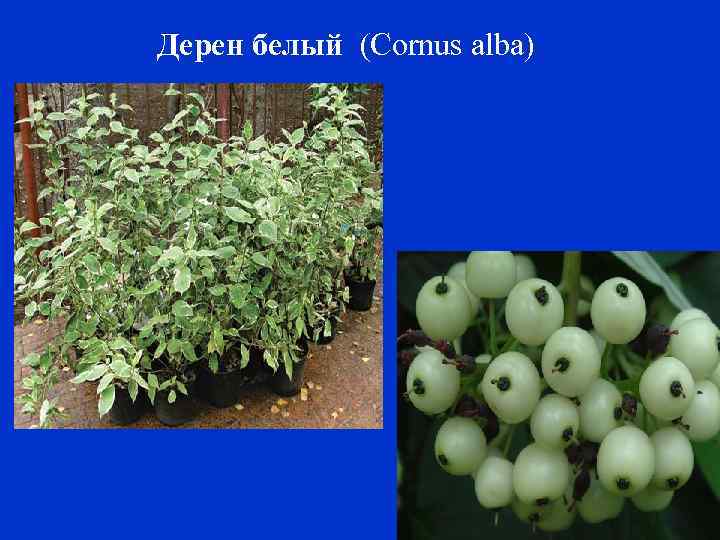 Дерен белый (Cornus alba) 