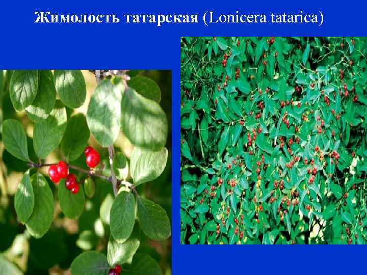 Жимолость татарская (Lonicera tatarica) 