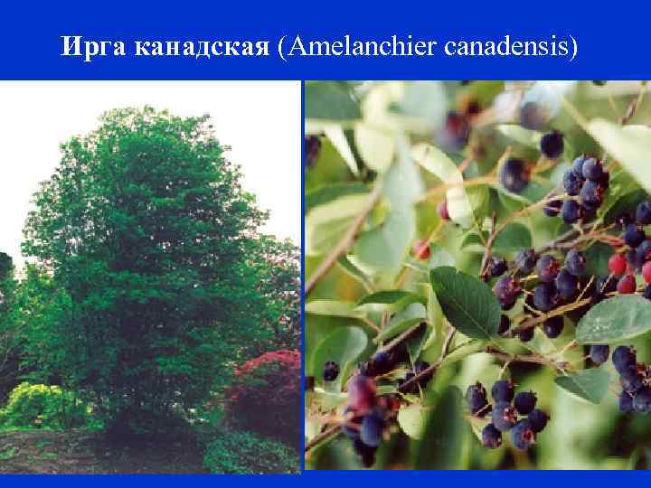 Ирга канадская (Amelanchier сanadensis) 