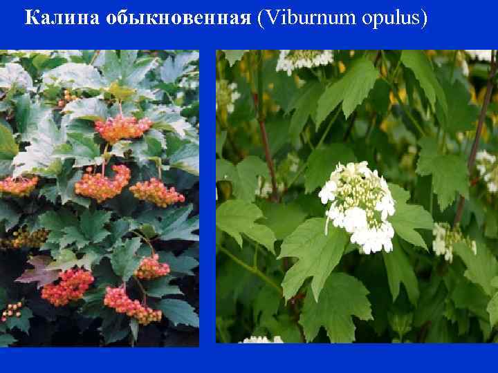 Калина обыкновенная (Viburnum opulus) 