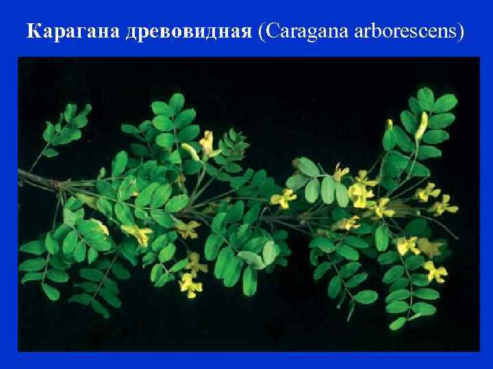 Карагана древовидная (Caragana arborescens) 