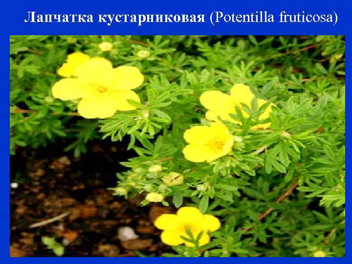 Лапчатка кустарниковая (Potentilla fruticosa) 