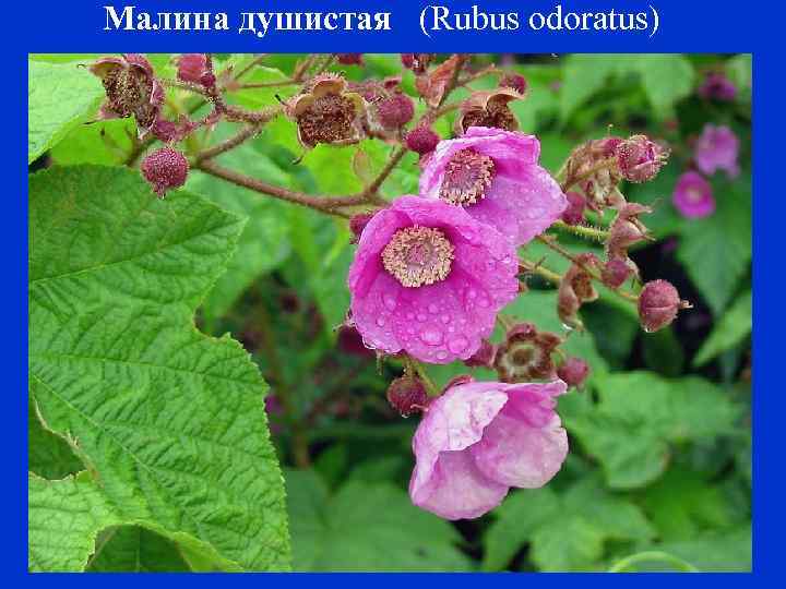 Малина душистая (Rubus odoratus) 