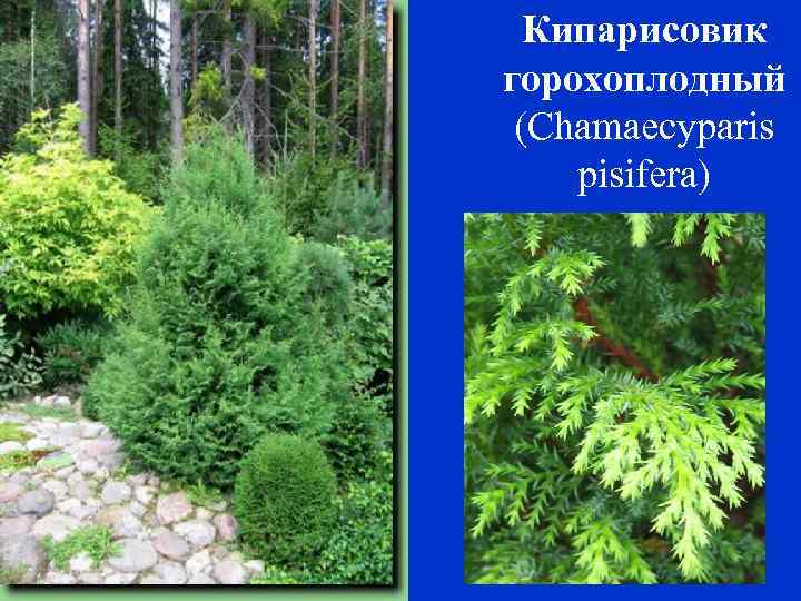 Кипарисовик горохоплодный (Chamaecyparis pisifera) 