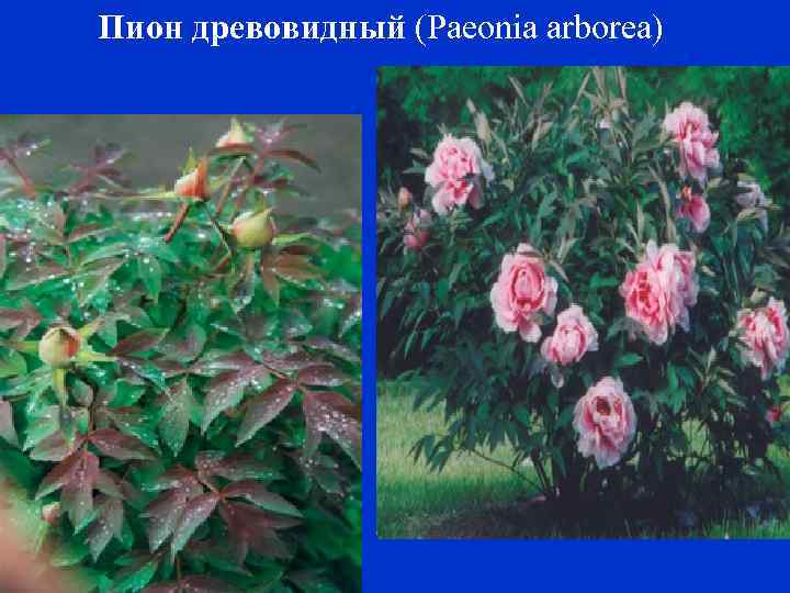 Пион древовидный (Paeonia arborea) 