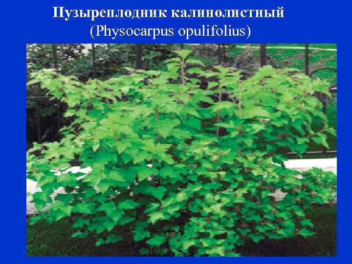 Пузыреплодник калинолистный (Physocarpus opulifolius) 