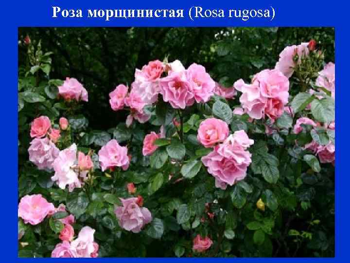 Роза морщинистая (Rosa rugosa) 