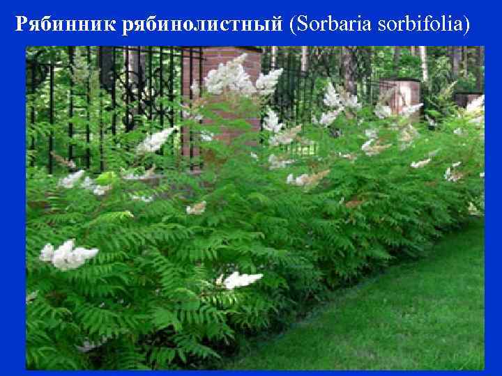 Рябинник рябинолистный (Sorbaria sorbifolia) 