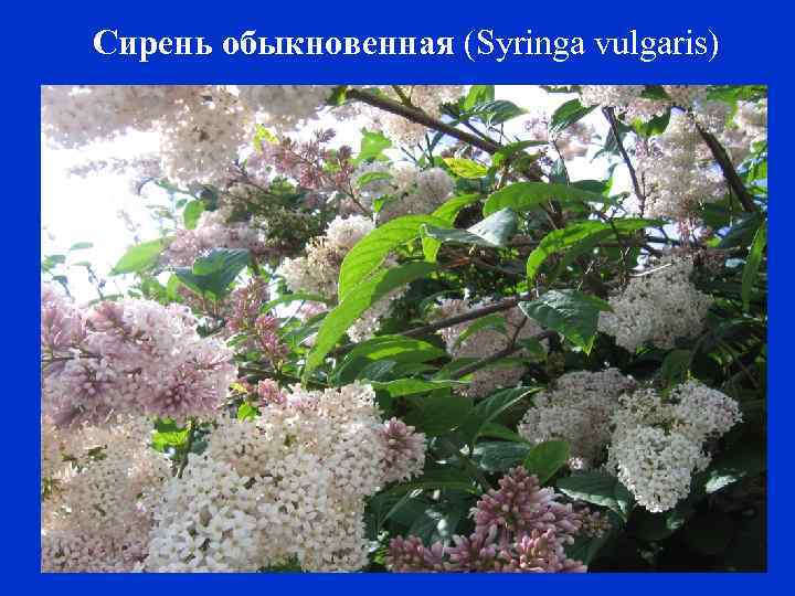 Сирень обыкновенная (Syringa vulgaris) 