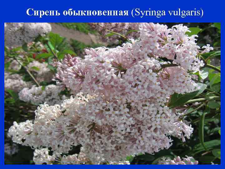 Сирень обыкновенная (Syringa vulgaris) 