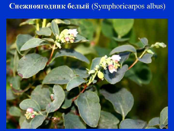 Снежноягодник белый (Symphoricarpos albus) 