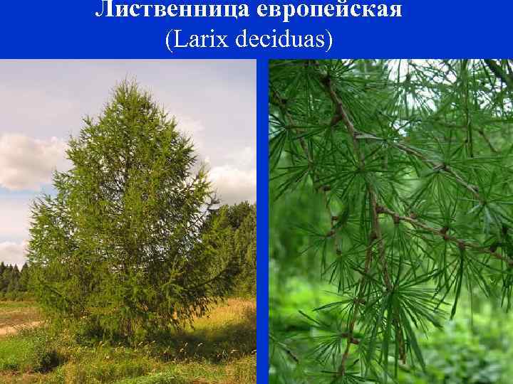 Лиственница европейская (Larix deciduas) 