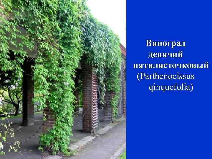 Виноград девичий пятилисточковый (Parthenocissus qinquefolia) 