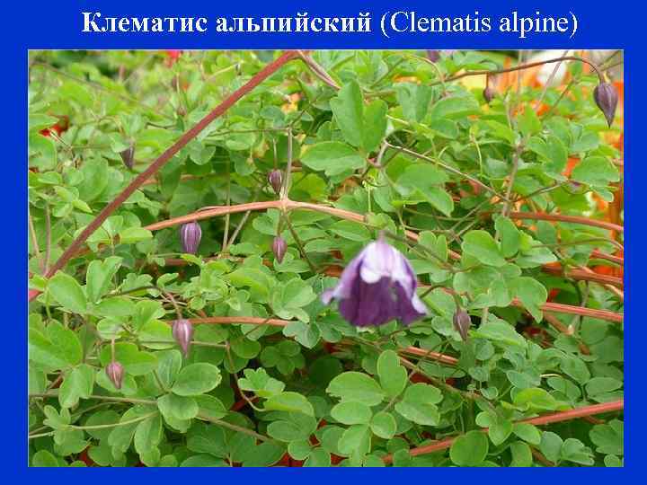 Клематис альпийский (Clematis alpine) 