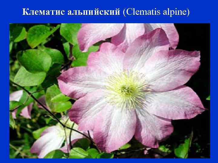 Клематис альпийский (Clematis alpine) 