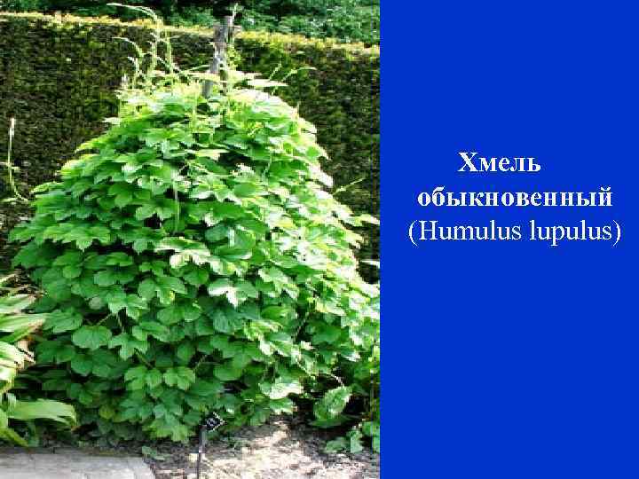 Хмель обыкновенный (Humulus lupulus) 