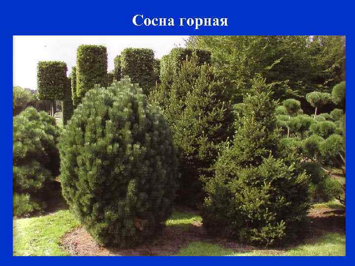 Сосна горная 