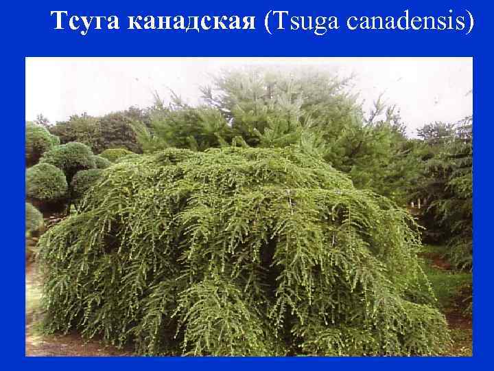 Тсуга канадская (Tsuga canadensis) 
