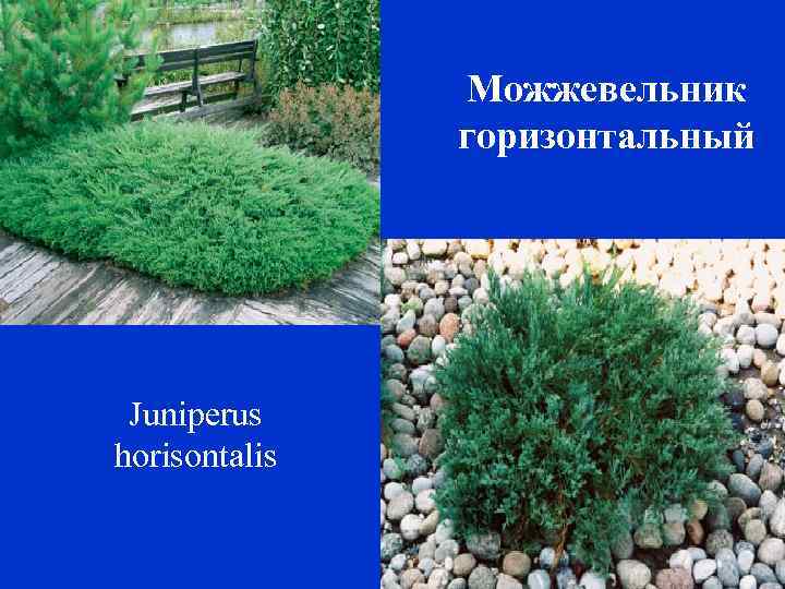 Можжевельник горизонтальный Juniperus horisontalis 