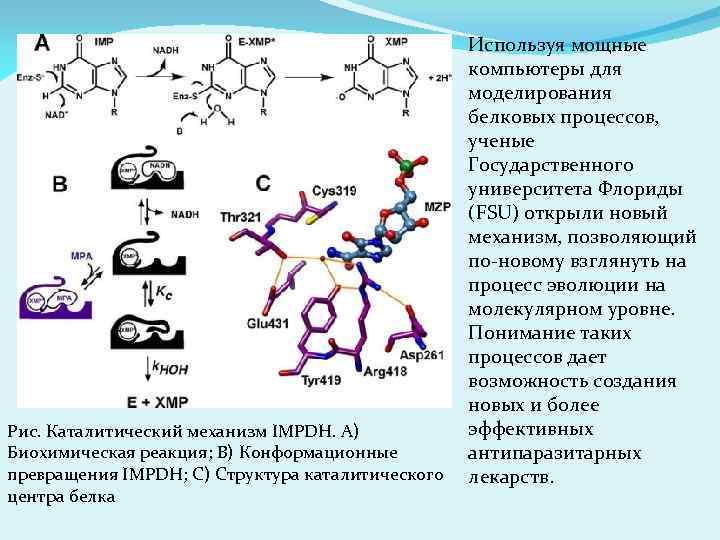 Рис. Каталитический механизм IMPDH. А) Биохимическая реакция; В) Конформационные превращения IMPDH; С) Структура каталитического