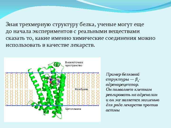 Зная трехмерную структуру белка, ученые могут еще до начала экспериментов с реальными веществами сказать