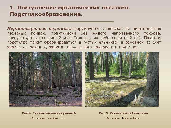 1. Поступление органических остатков. Подстилкообразование. Мертвопокровная подстилка формируется в сосняках на низкотрофных песчаных почвах,