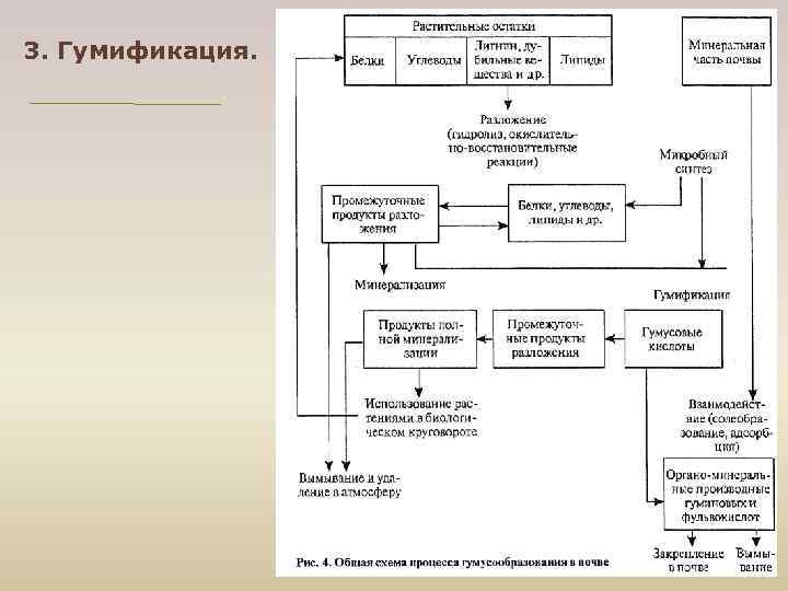 3. Гумификация. 