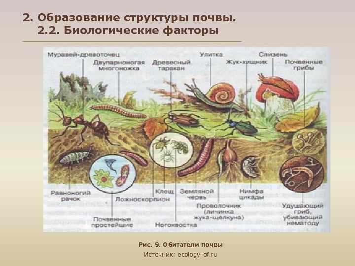 2. Образование структуры почвы. 2. 2. Биологические факторы Рис. 9. Обитатели почвы Источник: ecology